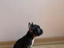 FRENCH BULLDOG NE SHITJE