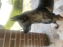 Pastor belg malinois
