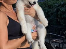 Akita Inu Female Puppies