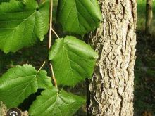Kerkoj  Corylus colurna Linné feliza e lejthia