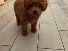 Toy Poodle