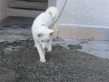 Akita