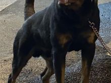 Jepet per Adoptim