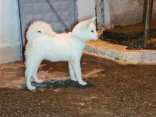 Akita