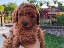 Toy Poodle
