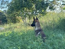 Malinois