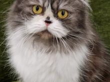 ADOPTION Minuet