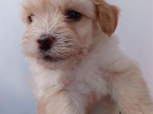 Shitet kelysh maltese