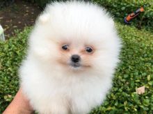 Pomeranian boo