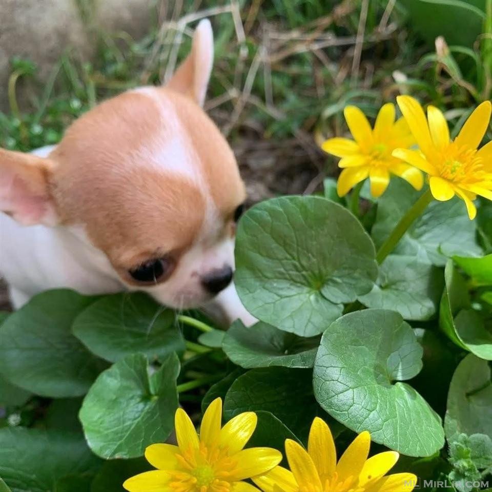 Chihuahua Mini