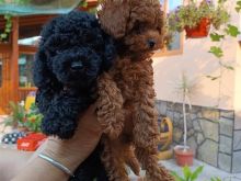 Toy Poodle