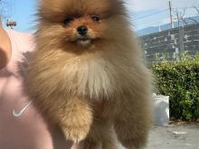 Pomeranian Teddy bear