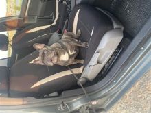 french bull dog
