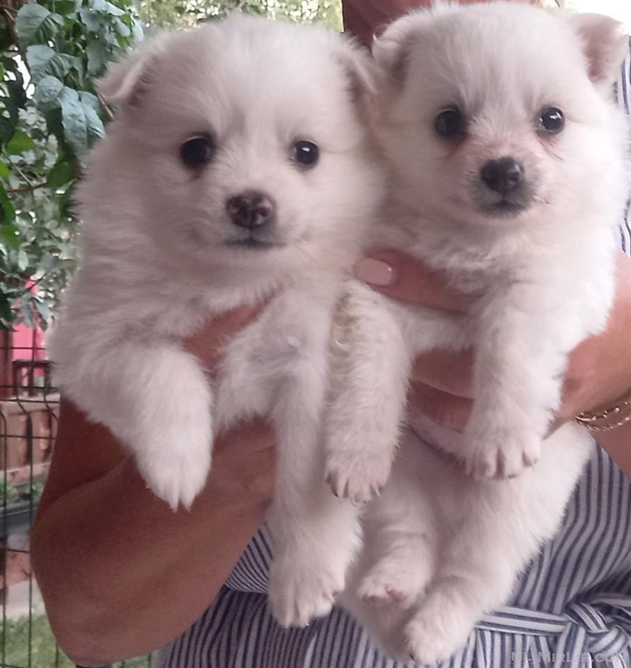 Qen bub ,,spitz\" Japonez