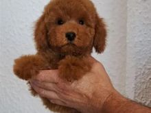 Toy Poodle