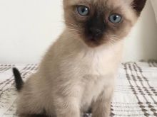 Kotele Siamese