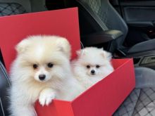 pomeranian