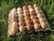 Vezë tpulav tkatundit 🥚🐔
