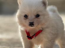 Mini spic mix pomerian