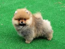 Pomeranian boo