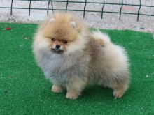 Pomeranian me pedigree