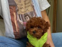 Toy Poodle