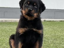 Rottweiler