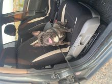 french bull doog