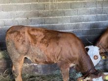 Shitett mjeshtrra 4.50 kg