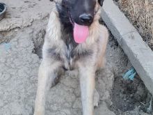 Kangal
