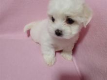 Mini maltezeri