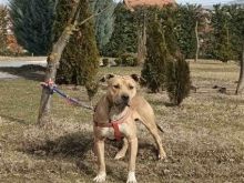 Shitet Pit Bulli mashkull