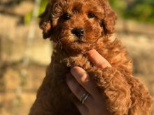 Shes toy poodle