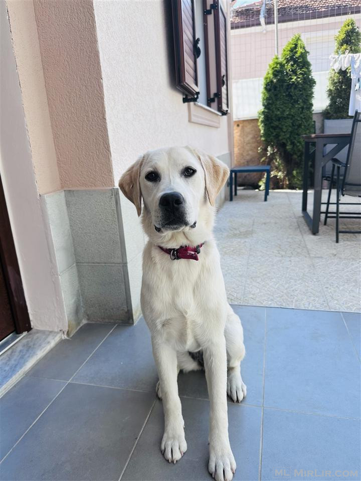 Labrador