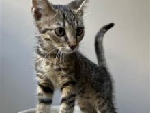 Kotele per adoptim,falas.