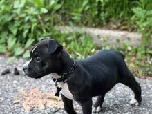 Amstaff 2 muajsh