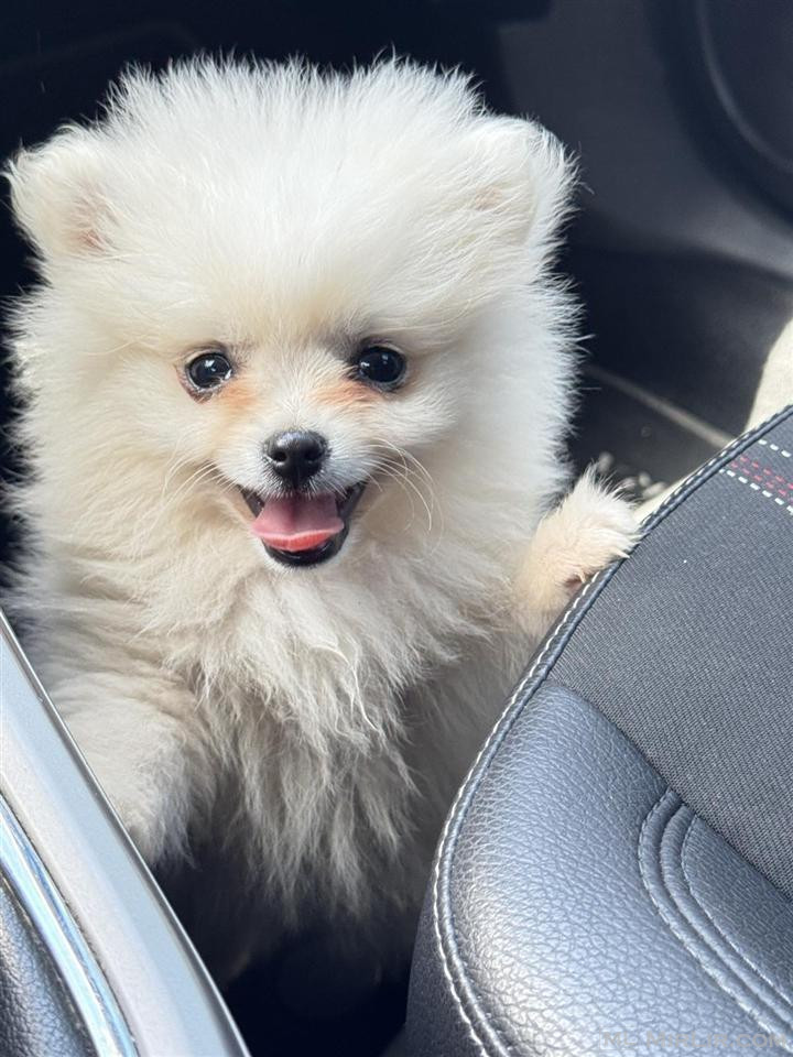 Pomeranian
