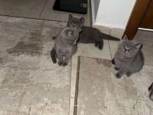 Macet british short hair