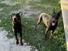 Doberman qift