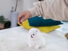 Mini Pomeranez