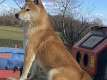 Shitet Shiba Inu