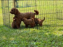 mini poodle