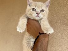 kotele Brittish shorthair