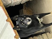 Husky X Pastor per adoptim!