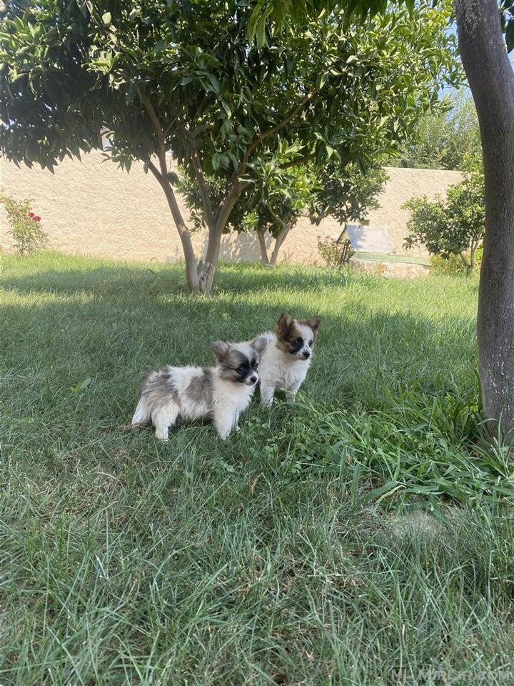 Shiten Mini Spitz