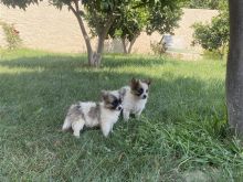 Shiten Mini Spitz