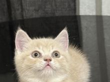 brittish shorthair