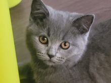 British shorthair 
