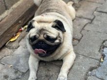 Bulldog