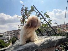 QENUSH SHIH TZU